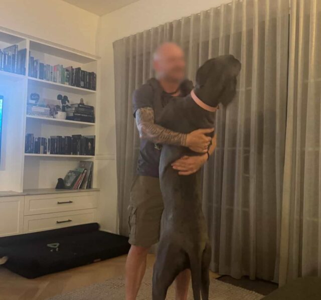 This is my friends 10 month old Great Dane! I dog sit her ofter and have seen her grow incredibly fast in this past 8 months! She is as ‘tall’ as me! She is the real Scooby Doo!
